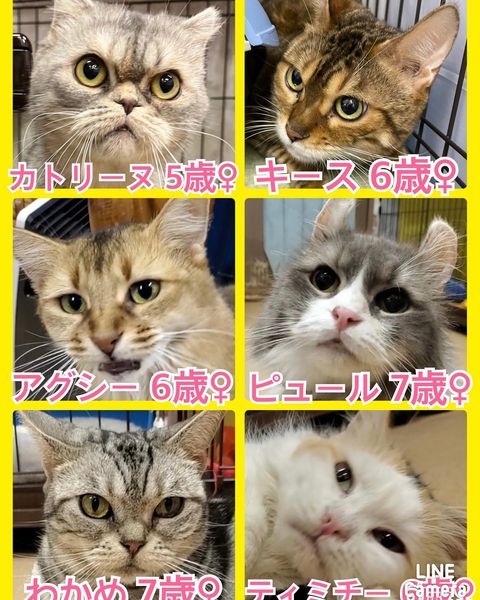 🐾今日の里親様募集中ニャンコ🐱メンバーです🐾2022,11,5【保護犬カフェ天神橋店】